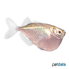 Gasteropelecus levis Silver Hatchetfish