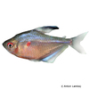 Megalamphodus erythrostigma Bleeding Heart Tetra