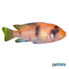 Metriaclima estherae OB Red Zebra Cichlid OB