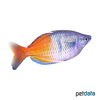 Melanotaenia boesemani Boeseman's Rainbowfish