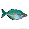 Melanotaenia lacustris Lake Kutubu Rainbowfish