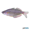 Melanotaenia maccullochi McCulloch's Rainbowfish