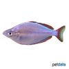 Melanotaenia praecox Neon Dwarf Rainbowfish