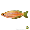 Melanotaenia rubrostriata Red-striped Rainbowfish