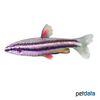Nannostomus marginatus Dwarf Pencilfish