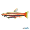 Nannostomus mortenthaleri Coral Red Pencilfish