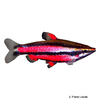 Nannostomus rubrocaudatus Purple Pencilfish