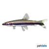 Nannostomus unifasciatus Oneline Pencilfish