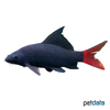 Epalzeorhynchos bicolor Red-Tailed Black Shark