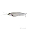 Kryptopterus minor Siamese Glass Catfish
