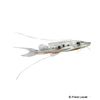 Duopalatinus peruanus Long-whiskered Catfish