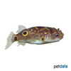 Dichotomyctere ocellatus Eyespot Pufferfish