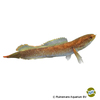 Channa sp. 'Laos Fireback' Laos Fireback Snakehead