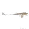 Pseudohemiodon sp. 'Peru II' Whiptail Catfish 'Peru II'