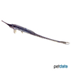 Farlowella platorynchus Broadsnout Twig Catfish