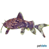 Erethistes pusillus Giant Moth Catfish
