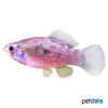 Jordanella floridae American Flagfish