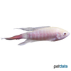 Macropodus opercularis 'Albino' Albino Paradise Fish