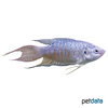 Macropodus opercularis 'Blue' Blue Paradise Fish
