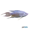 Macropodus opercularis 'Blue' Paradise Fish Blue