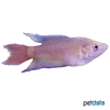 Macropodus opercularis 'Red' Paradise Fish Red