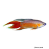 Macropodus opercularis 'Super Red' Super Red Paradise Fish