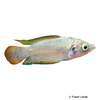 Macropodus ocellatus Roundtail Paradise Fish