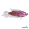 Pseudosphromenus cupanus Spiketail Paradise Fish