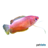 Trichogaster labiosa 'Ruby-red' Ruby-red Thicklip Gourami
