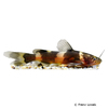 Pseudomystus leiacanthus Dwarf Bumblebee Catfish