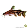 Liosomadoras oncinus Jaguar Catfish
