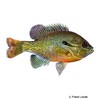 Lepomis auritus Redbreast Sunfish