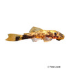 Ancistrus cf. cirrhosus 'Calico' Calico Bristlenose Catfish