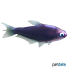 Nematobrycon palmeri 'Black' Emperor Tetra Black