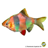 Puntigrus anchisporus 'Gold/Blue' Tiger Barb Gold/Blue