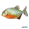 Pygocentrus nattereri Red Bellied Piranha