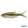 Thayeria boehlkei Blackline Penguin Tetra