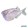 Thoracocharax stellatus Spotfin Hatchetfish