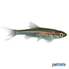 Trigonopoma pauciperforatum Red Line Rasbora