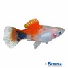 Xiphophorus maculatus var. Platy Red & White Mickey Mouse