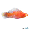 Poecilia latipinna var. Sailfin Molly Gold Dust Albino