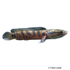 Channa asiatica Chinese Snakehead