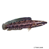 Channa lucius Forest Snakehead