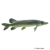 Esox lucius Northern Pike