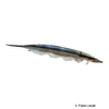 Gymnorhamphichthys rondoni Mousetail Knifefish