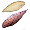 Hypoclinemus mentalis South-American Freshwater Sole