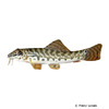 Acanthocobitis urophthalmus Banded Mountain Loach
