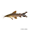 Dianema urostriatum Flag Tail Porthole Catfish