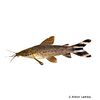 Dianema urostriatum Flagtail Catfish