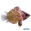 Nandus nandus Gangetic Leaffish